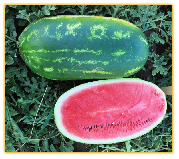 Watermelon GVS 53002 F1 Hybrid Watermelon GVS 53002 F1 Hybrid