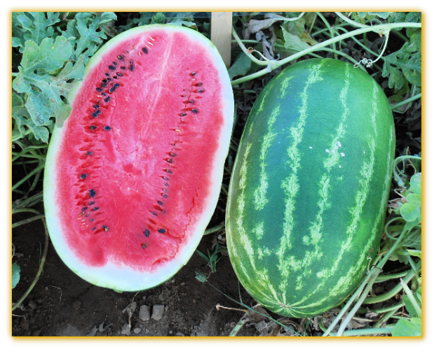Watermelon GVS 53075 F1 hybrid Watermelon GVS 53075 F1 hybrid
