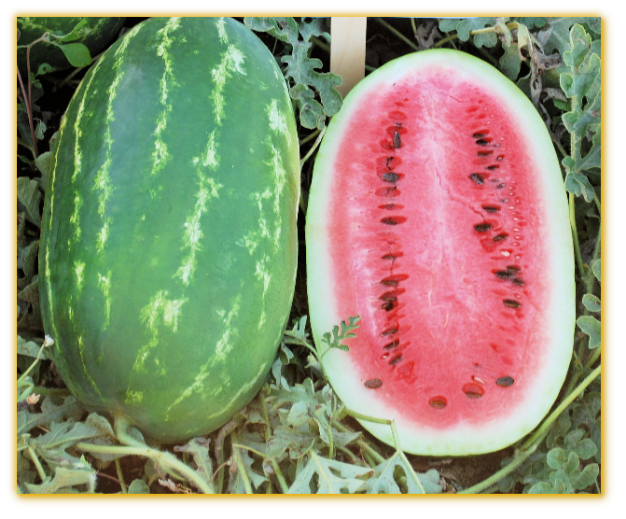 Watermelon GVS 53083 F1 Hybrid Watermelon GVS 53083 F1 Hybrid