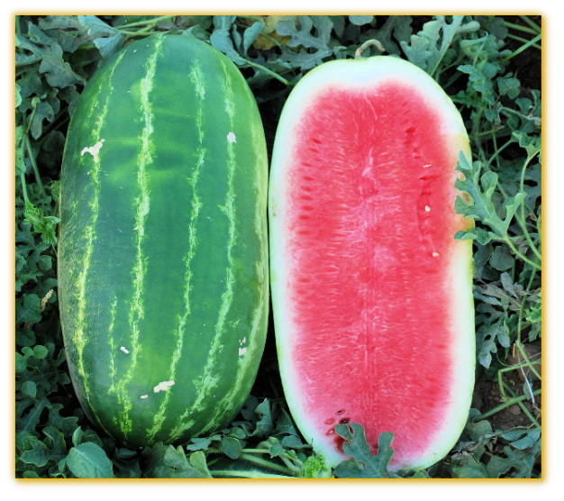 Watermelon GVS 53130 F1 Hybrid Watermelon GVS 53130 F1 Hybrid