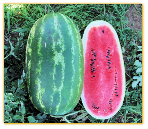 Watermelon GVS 53152 F1 Hybrid Watermelon GVS 53152 F1 Hybrid