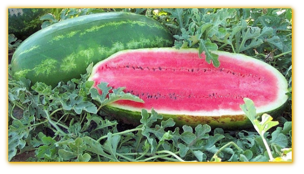 Watermelon GVS 53156 F1 Hybrid Watermelon GVS 53156 F1 Hybrid