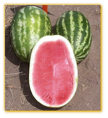 Watermelon GVS 53169 F1 Hybrid Watermelon GVS 53169 F1 Hybrid