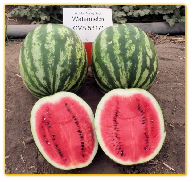 Watermelon GVS 53171 F1 Hybrid Watermelon GVS 53171 F1 Hybrid