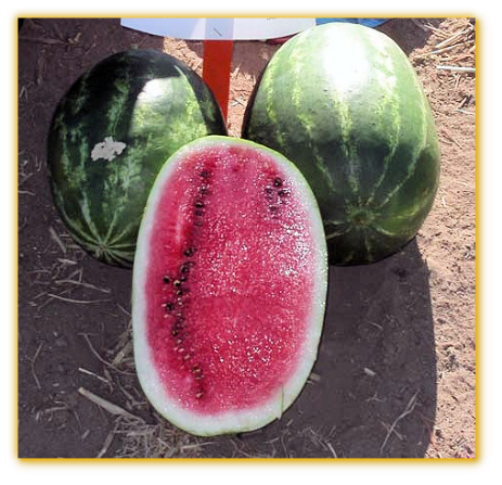 Watermelon GVS 53324 F1 Hybrid Watermelon GVS 53324 F1 Hybrid