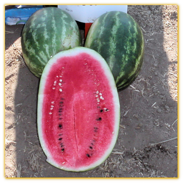 Watermelon GVS 53325 F1 Hybrid Watermelon GVS 53325 F1 Hybrid