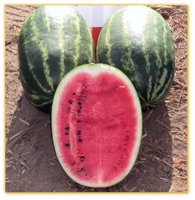 Watermelon GVS 53345 F1 Hybrid Watermelon GVS 53345 F1 Hybrid