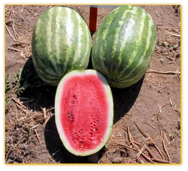Watermelon GVS 53377 F1 Hybrid Watermelon GVS 53377 F1 Hybrid