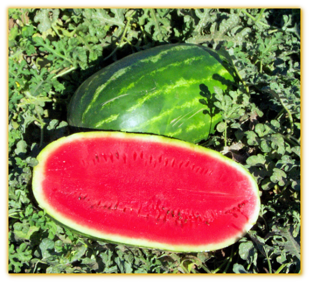 Watermelon GVS 53390 F1 Hybrid Watermelon GVS 53390 F1 Hybrid