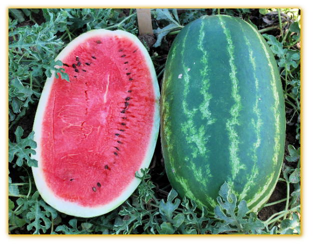 Watermelon GVS 53438 F1 Hybrid Watermelon GVS 53438 F1 Hybrid