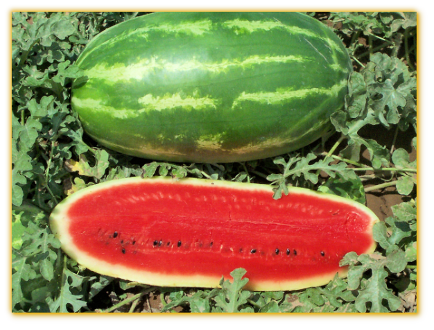 Watermelon GVS 53441 F1 Hybrid Watermelon GVS 53441 F1 Hybrid